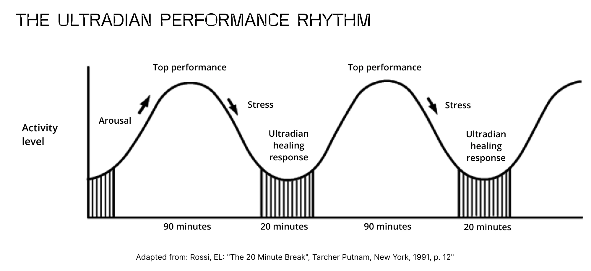 ultradian performance rythm chart